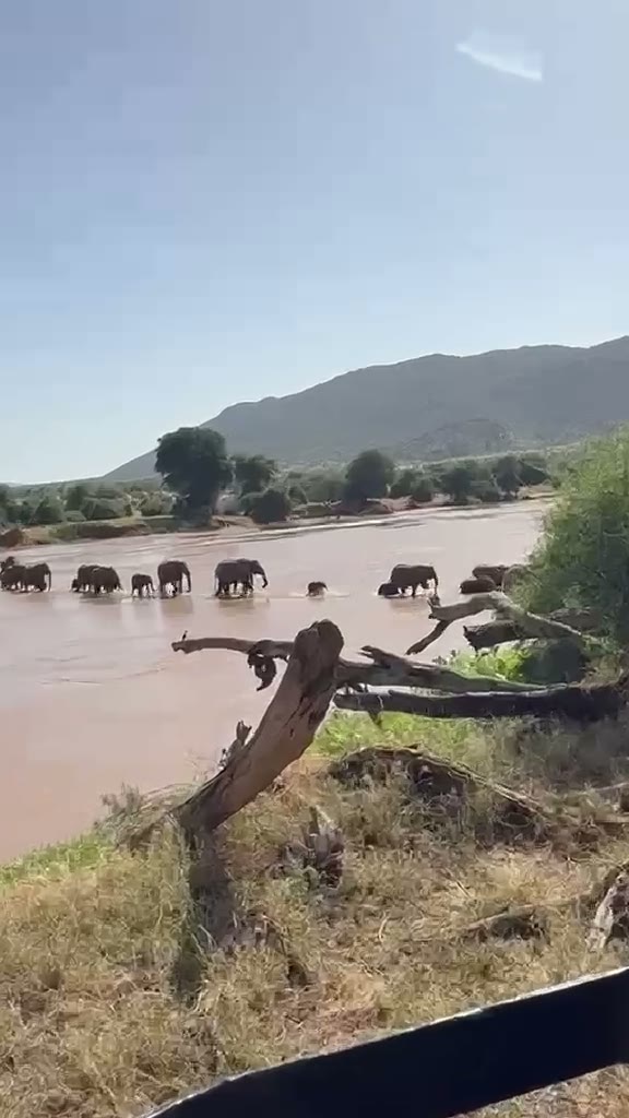 Una mandria attraversa il fiume