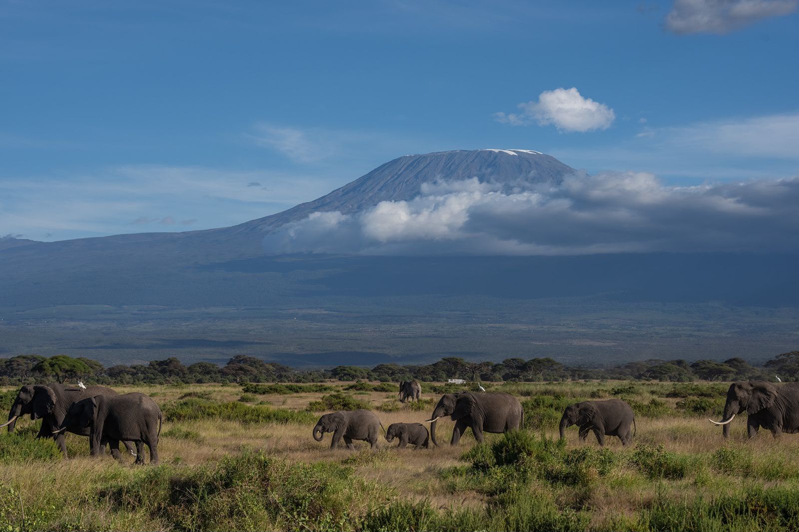 Elefanti sotto il Kilimangiaro — Amboseli, Kenya